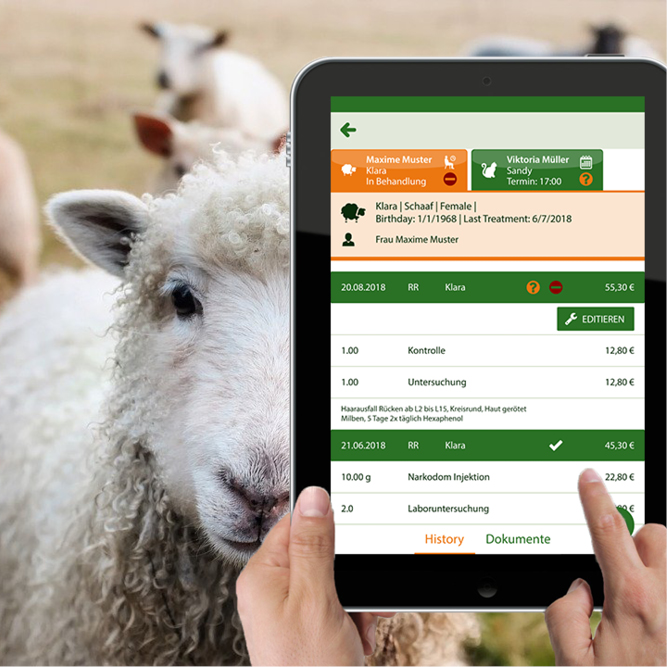 Schafe auf Weide, davor eine Nahaufnahme eines Schafes und zweier Hände davor, die ein Tablet halten, auf dem die neue App der Praxisverwaltung genutzt wird;